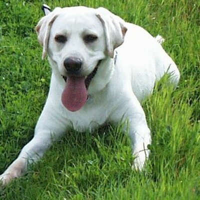 Profile Picture of Liz Chow (@labbaby) on Twitter