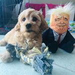 Profile Picture of Ralph (@ralphthecavapoochon) on Instagram