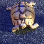 Profile Picture of Cady Jones (@simon_tortoises) on Instagram