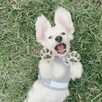 Profile Picture of Bailey Banana (@baileythecreamdoxie) on Instagram