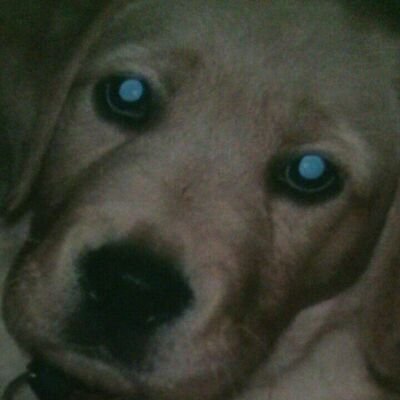 Profile Picture of Pam Bone (@bone_pam) on Twitter