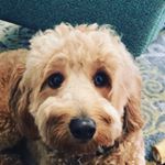 Profile Picture of Rosie Ray (@_rosie_ray_schneider) on Instagram