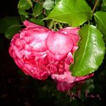 Profile Picture of April 🌷 (@__._april_._rain_.__) on Instagram