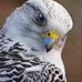 Profile Picture of Nadeem Syed (@nadeem.syed.332345) on Facebook
