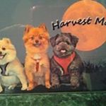 Profile Picture of Tammy Benoit (@tammy_benoit) on Instagram