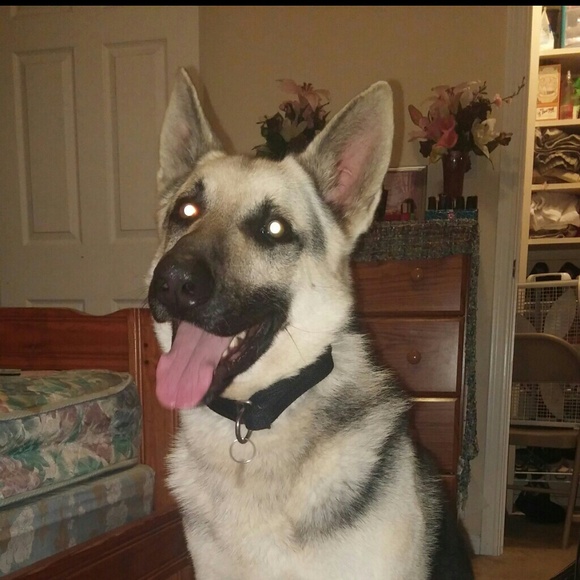 Profile Picture of Shaughn Bobinox (@bobinoxs) on Poshmark