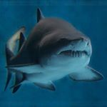 Profile Picture of Mark Friese (@shark_truth) on Instagram