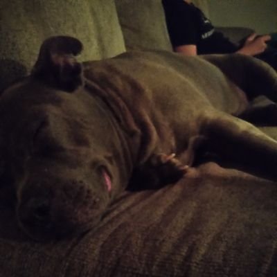 Profile Picture of Bruno Da Boss (@GavinTharpe) on Twitter