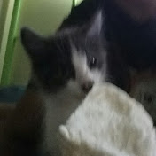 Profile Picture of Justin Thomson (@justinthomson3064) on Youtube