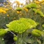 Profile Picture of Julian Cornejo (@julian.cornejo.313) on Instagram