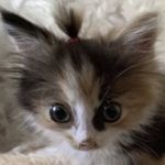 Profile Picture of Lam Nguyen (@lam.nguyennb) on Instagram