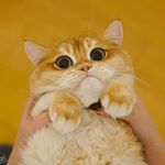 Profile Picture of Davidyang_Phototgraphy (@david_yang.photography) on Instagram