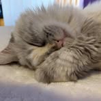 Profile Picture of Susan Godfrey (@susan.godfrey.16) on Facebook