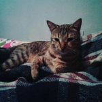 Profile Picture of Nilo de Costa Rica para tod@s! (@nilocrc07) on Instagram