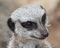 Profile Picture of Head - Wikipediaon Wikipedia
