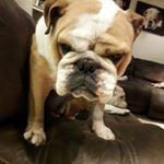 Profile Picture of Chuck Mcduck Mac Doogle (@chuckmcduckmacdoogle) on Instagram