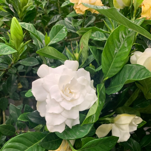 Profile Picture of Gardenia Cuadra (@gardeniacuadra) on Poshmark