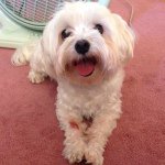 Kyle Liu - Instagram Profile Picture of Kyle Liu (@kyle_themaltese) on Instagram