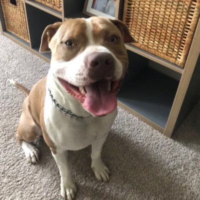 Profile Picture of David Bieri (@davidbieri1) on Twitter