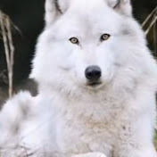 Profile Picture of Maryori Lorena Mantilla Horna (@santosisidorarodriguezagui8310) on Youtube