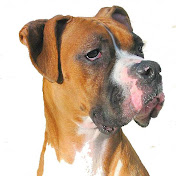 Profile Picture of Robert Dove (@rdove31825) on Youtube