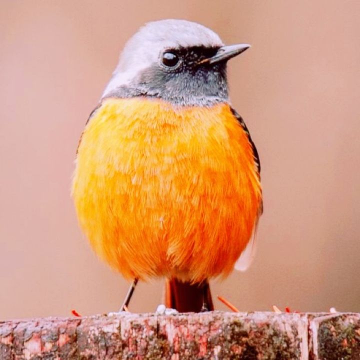 Profile Picture of tomoringy (@tomoringy) on Tiktok