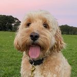Profile Picture of Hugo Sunflower Clarke (@hugosunflower) on Instagram