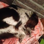 Profile Picture of Brianna Cruzen (@bcruzen15) on Instagram