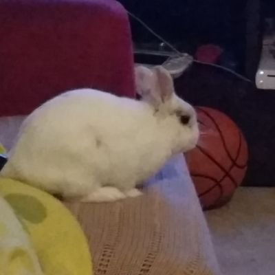 Profile Picture of Rubén Dario Alcivar (@AlcivarRubn) on Twitter