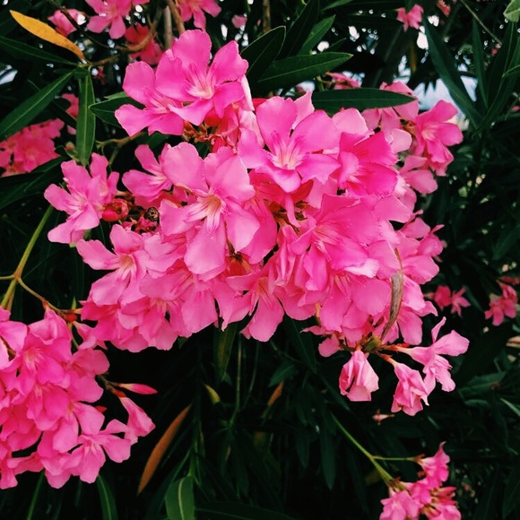 Profile Picture of Carla Macera (@carlamacera) on Poshmark