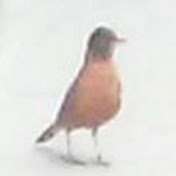 Profile Picture of Robin Rogers (@robinrogers4085) on Youtube