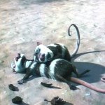 Profile Picture of Nadia Mitchell (@nadia_is_the_banana_lol) on Instagram