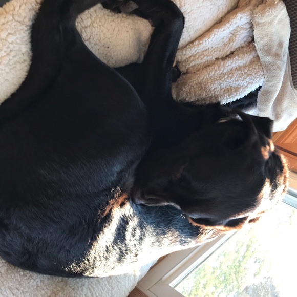 Profile Picture of David Kleinhans (@frogmanlawn) on Poshmark