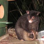 Profile Picture of Robin Garner (@robingarner3872) on Instagram