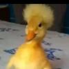 Profile Picture of Derek Santiago (@@dereksantiago81) on Tiktok