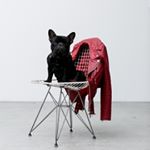 Profile Picture of The Big Headed Frenchie (@ralphiecapone) on Instagram