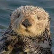 Profile Picture of David Osterbauer (@davidosterbauer6588) on Youtube