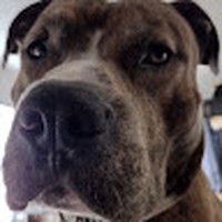 Profile Picture of Steven Maclennan (@steven-maclennan-4) on Quora