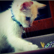 Profile Picture of Joyce Liu (@joyceliu1974) on Youtube