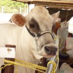 Profile Picture of Juan Luis Cabello Palomo (@fhuflp) on Instagram