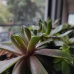 Profile Picture of Daniel Gratis (@Daniel-Gratis) on Facebook