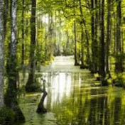 Profile Picture of David Coleman (@coleman1768) on Youtube