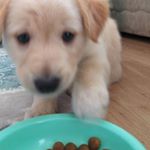 Profile Picture of Haktan Diken (@alex.in.golden) on Instagram