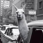 Profile Picture of Adam Aggour (@adam.aggour) on Facebook