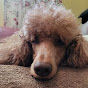 Profile Picture of Debra Pohl (@@dtddk) on Tiktok