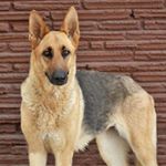 Profile Picture of Sam Bolden (@samuel_bolden__367) on Instagram