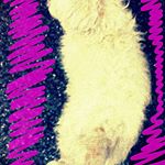 Profile Picture of Teresa Toledo (@terrynature38) on Instagram