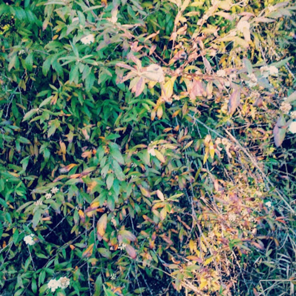 Profile Picture of Jules Nay frantz (@nayfrantz) on Poshmark