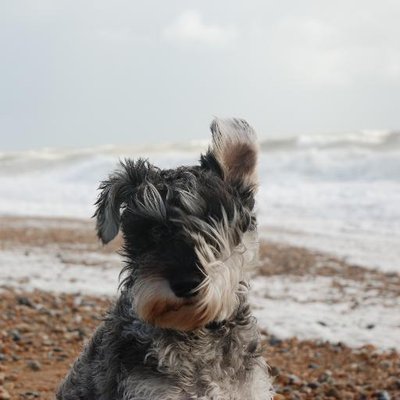 Profile Picture of Scribbler (@ClementeGarry) on Twitter