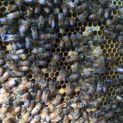 Profile Picture of Merle Bradley Honey Bee Farm (@MerleFarm) on Twitter